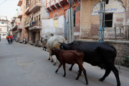 CARLOS ALBUQUERQUE CASTRO