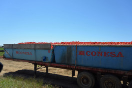 CARLOS ALBUQUERQUE CASTRO